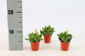 Kamerplanten van Botanicly – 3 × Jadeplant – Hoogte: 10 cm – Crassula Minor Canarias