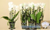 Orchidee van Botanicly – Vlinder orchidee – Hoogte: 65 cm, 2 takken – Phalaenopsis Arianna