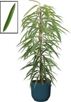 FloraExpert - Ficus - 105 Cm - Ø 22