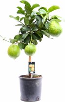 Citrus Maxima op stam – ↨ 85cm – ⌀ 22cm