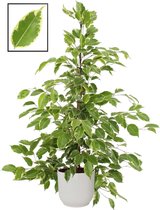 FloraExpert - Ficus - 105 Cm - Ø 22