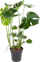 Kamerplant van Botanicly – Gatenplant – Hoogte: 80 cm – Monstera Deliciosa