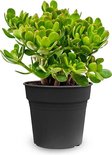 Find the perfect Jade Plant for you on Bol.com