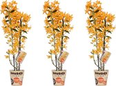 Orchideeën van Botanicly – 3 × Bamboe Orchidee – Hoogte: 50 cm, 2 takken – Dendrobium nobile Firebird