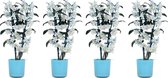 Orchideeën van Botanicly – 4 × Bamboe Orchidee incl. sierpot blauw als set – Hoogte: 50 cm, 2 takken – Dendrobium Make Upz Blue