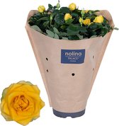 Bloem van Botanicly – Rosa Palace – Hoogte: 45 cm