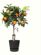 Fruitgewas van Botanicly – Citrus Orange in zwart ELHO plastic pot als set – Hoogte: 85 cm