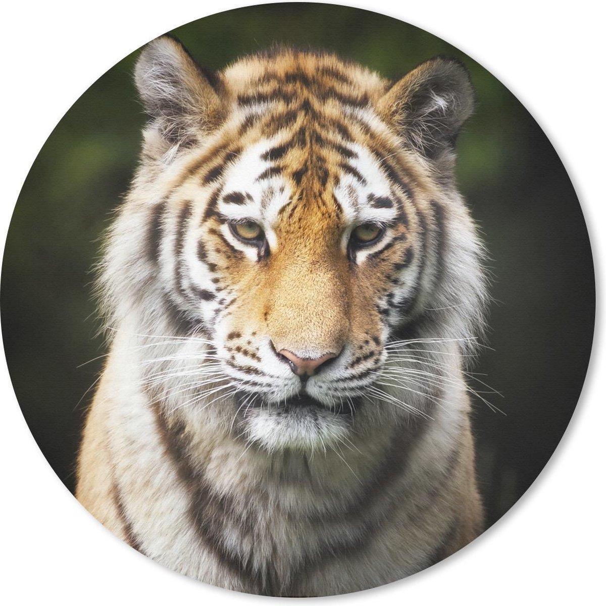 Muismat - Mousepad - Rond - Tijger - Dieren - Natuur - 50x50 cm - Ronde muismat
