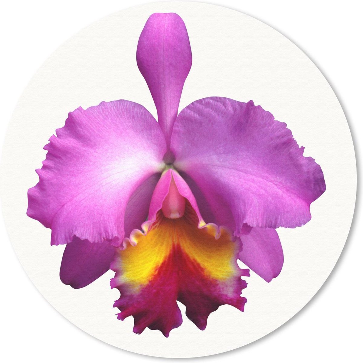 Muismat rond 50x50 cm - Mousepad Close-up Orchidee - Ronde muismatten