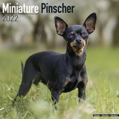 Miniature Pinscher - Dwerg Pinscher - Kalender 2022