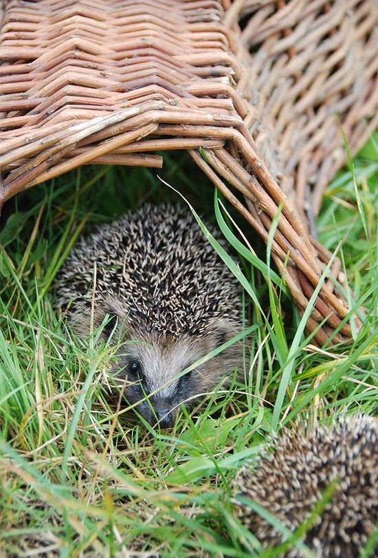 Esschert Design - Hedgehog Basket Willow Branches - Marron - 53 x 41 x 21 cm