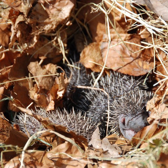 Esschert Design - Hedgehog Basket Willow Branches - Marron - 53 x 41 x 21 cm