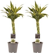 Hellogreen Kamerplant - Duo Dracaena Sandriana White - 45 cm - Anna grey