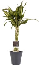 Hellogreen Kamerplant - Dracaena Sandriana victory - 45 cm - Anna grey