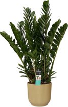 Kamerplant van Botanicly – Zamioculcas Zamifoliia in beige ELHO plastic pot als set – Hoogte: 80 cm