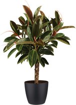 Kamerplant van Botanicly – Rubberboom incl. sierpot zwart als set – Hoogte: 90 cm – Ficus Elastica Melanie
