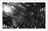 Walljar - Cocosnoot Palm - Muurdecoratie - Poster met lijst