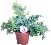 Hellogreen Kamerplant - Phlebodium Davana - 48 cm