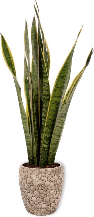 Sansevieria Laurentii - Strikhennep - Luchtzuiverende kamerplant in kweekpot - 60cm hoog - 19cm diameter in creme kleurige pot