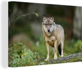 Canvas schilderij 140x90 cm - Wanddecoratie Wolf - Dieren - Bos - Muurdecoratie woonkamer - Slaapkamer decoratie - Kamer accessoires - Schilderijen