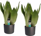 FloraExpert - Sansevieria - 50 Cm - Ø 14