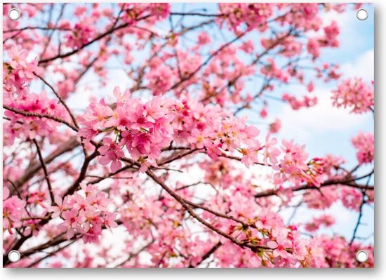 Roze Bloesem met een Blauwe Lucht - Tuinposter 70x50 - Wanddecoratie - Besteposter - Landschap - Natuur - Bloemen