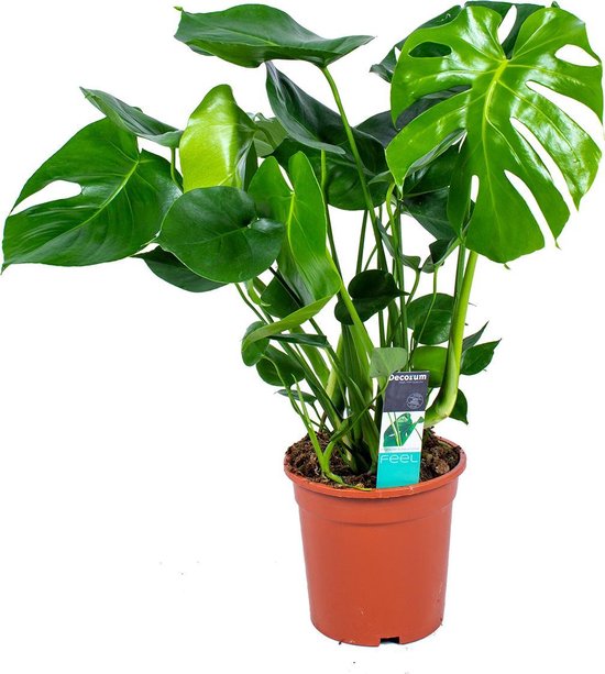 Monstera Deliciosa - Gatenplant - Kamerplant - Luchtzuiverend - ⌀21 cm - 70-80 cm