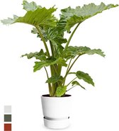 alocasia portadora in greenville pot