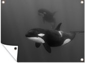 Muurdecoratie buiten Twee orka's in helder water - zwart wit - 160x120 cm - Tuindoek - Buitenposter