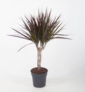 Kamerplant van Botanicly – Drakenboom – Hoogte: 65 cm – Dracaena Marginata Magenta