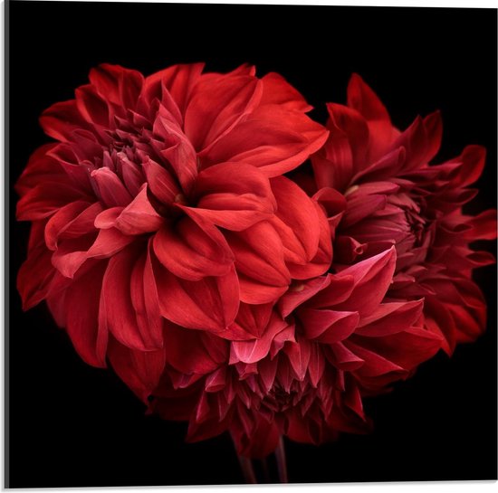 Acrylglas - Volle Rode Bloemen op Zwarte Achtergrond - 50x50cm Foto op Acrylglas (Wanddecoratie op Acrylglas)