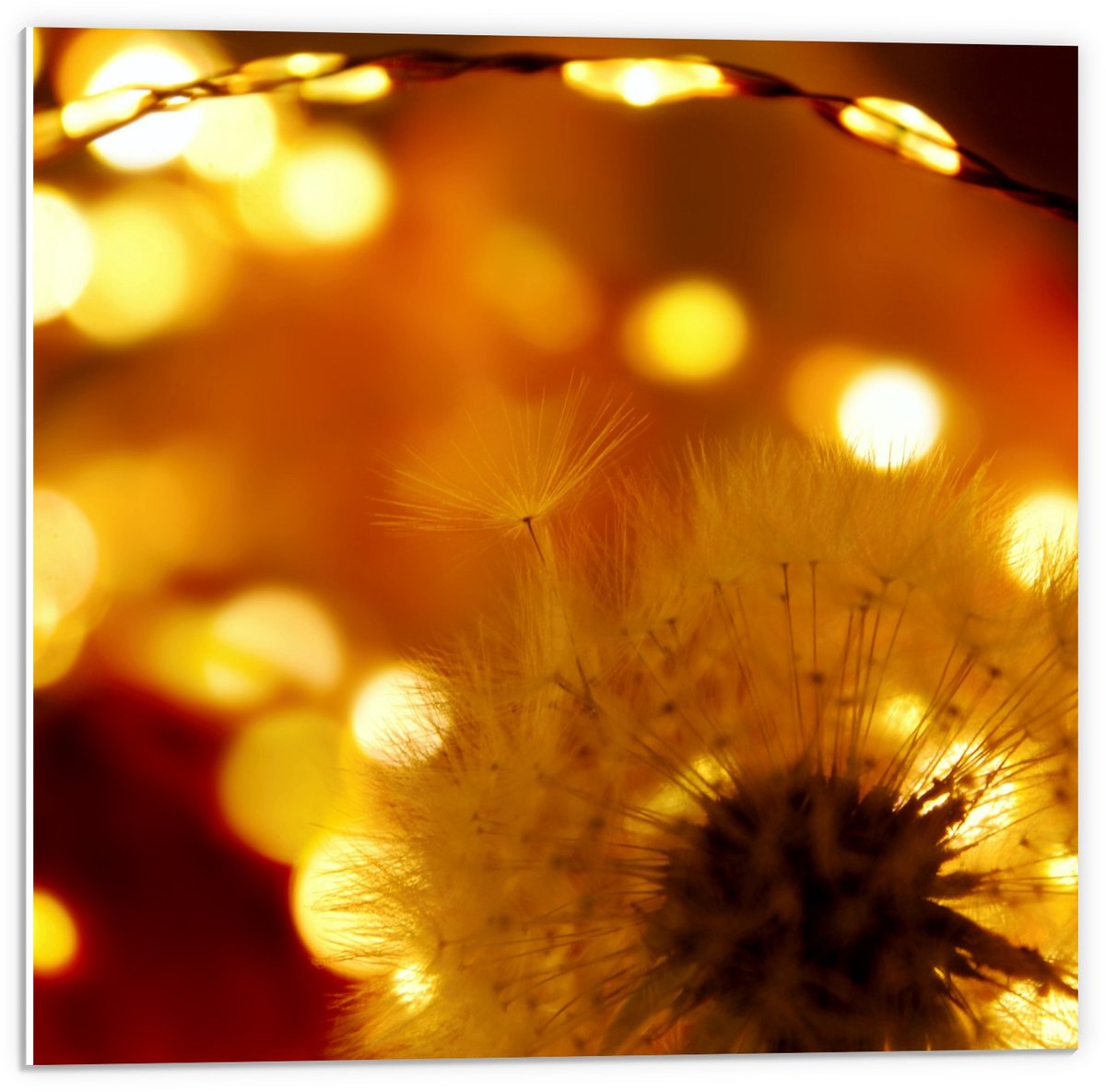 KuijsFotoprint Forex - Paardenbloem bij Goud Licht - 50x50cm Foto op Forex