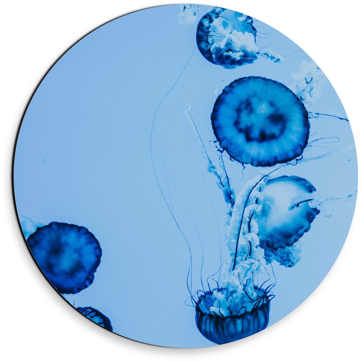 KuijsFotoprint Dibond Wandcirkel - Blauwe Kwallen in het Water - 30x30cm Foto op Aluminium Wandcirkel (met ophangsysteem)
