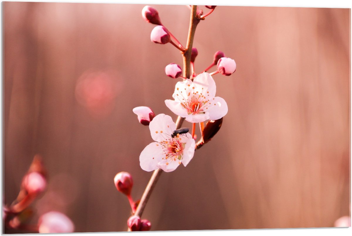 KuijsFotoprint Acrylglas - Tak met Roze bloemen en Roze Knopjes - 90x60cm Foto op Acrylglas (Wanddecoratie op Acrylglas) Bruin