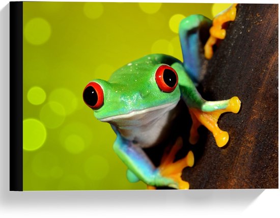 Canvas  - Groene Kikker met Grote Rode Ogen - 40x30cm Foto op Canvas Schilderij (Wanddecoratie op Canvas)