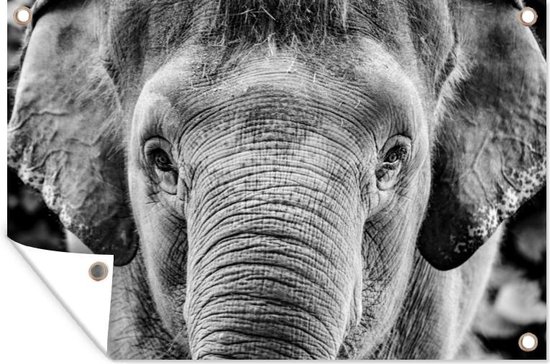 Tuinposter - Tuindoek - Tuinposters buiten - Close-up portret van een olifant - zwart wit - 120x80 cm - Tuin