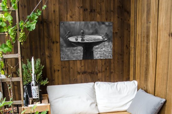 Tableau de jardin Différentes espèces d'oiseaux partageant un bain d'oiseaux - noir et blanc - 80x60 cm - Affiche de jardin