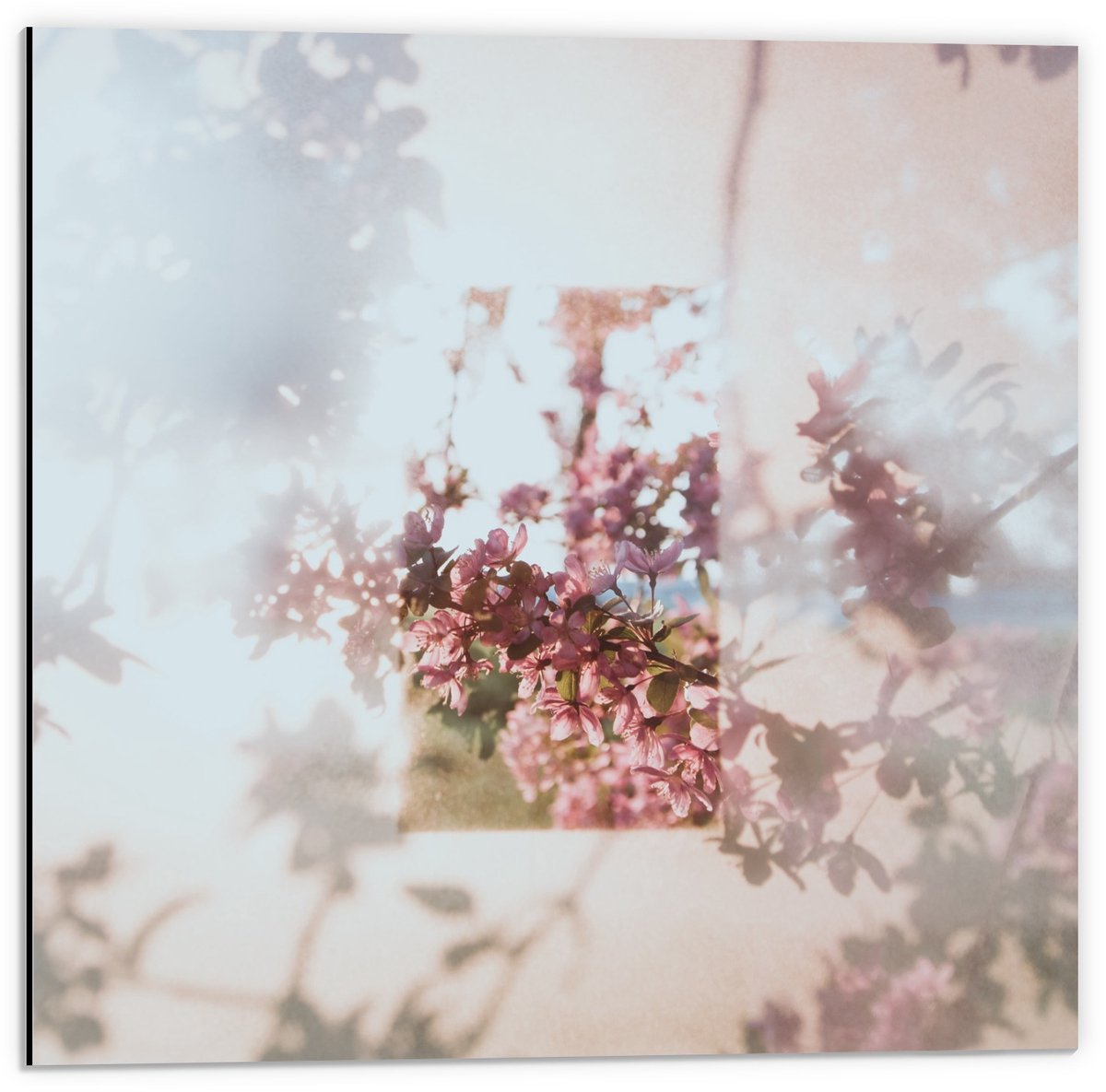 KuijsFotoprint Dibond - Roze Bloemen met Vervaagde Rand - 50x50cm Foto op Aluminium (Wanddecoratie van metaal) Groen