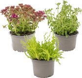 Vaste planten mix per 3 stuks - buitenplant in kwekerspot ⌀14 cm - ↕10-15 cm