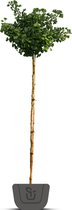 Japanse notenboom | Ginkgo biloba Mariken | Stamomtrek: 6-8 cm | Stamhoogte: 180 cm
