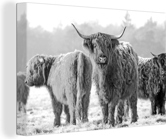 Canvas Schilderij Schotse hooglanders in bevroren veld - zwart wit - 30x20 cm - Wanddecoratie