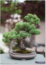 Schilderij Bonsai boompje, 4 maten, groen-grijs