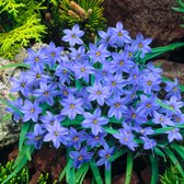 30x Voorjaarster Ipheion - 'Jessie' -  Blauw - 30 bollen - Ø4cm