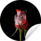 Papier peint Cercle - Roses - Fleurs - Peinture - ⌀ 30 cm