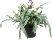 Phlebodium aureum - Zinkvaren - Hoogte: ↑ 40 cm - Zon - Waterbehoefte: Gemiddeld - diameter pot: 17 cm