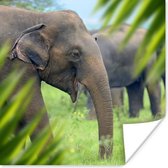 Poster Olifant - Palmboom - Dieren - 50x50 cm