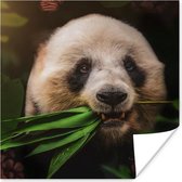 Poster Animaux - Panda - Jungle - 100x100 cm XXL