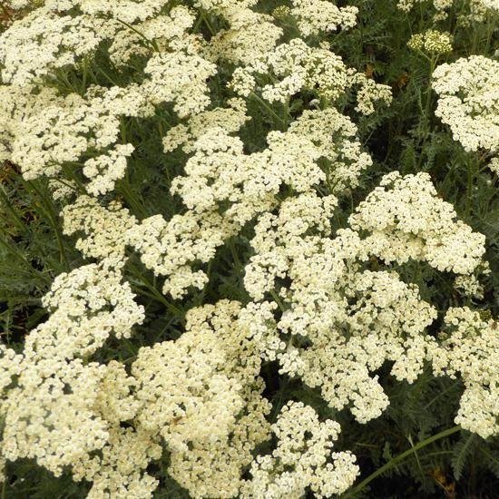 6x Achillea ‘Albaster' - Duizendblad - Pot 9x9 cm