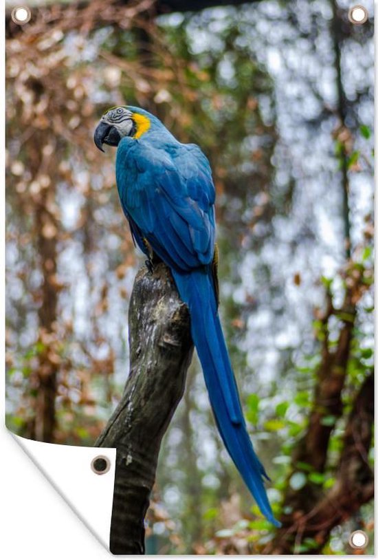 Tuinposter 60x90 cm - Tuindecoratie Vogel - Papegaai - Blauw - Poster voor in de tuin - Buiten decoratie - Schutting tuinschilderij - Tuindoek muurdecoratie - Wanddecoratie balkondoek
