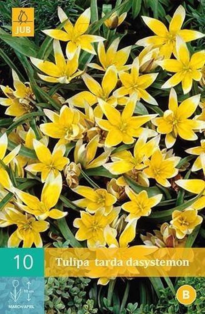 X 10 Tulipa Tarda